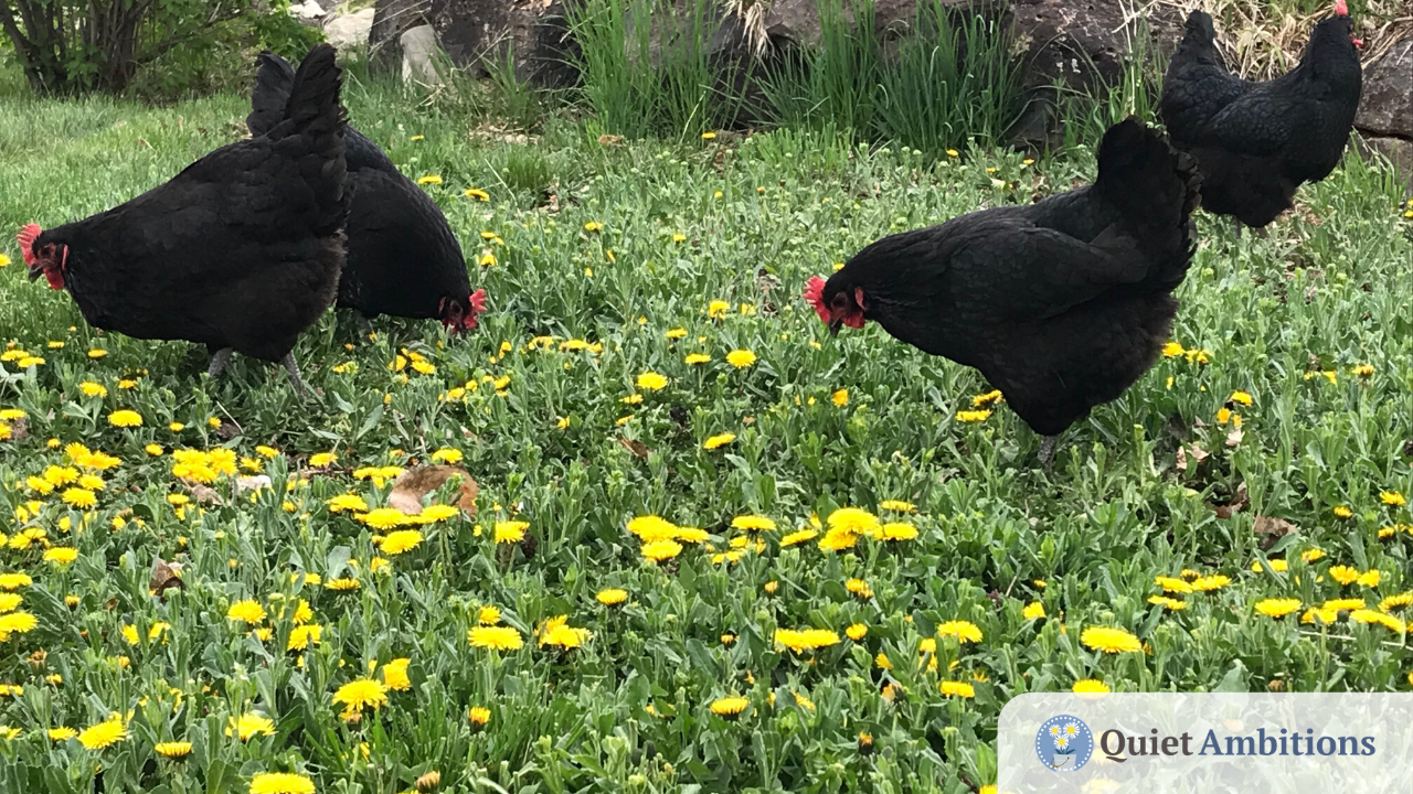 Chickens grazing in a lawn with dandelions.