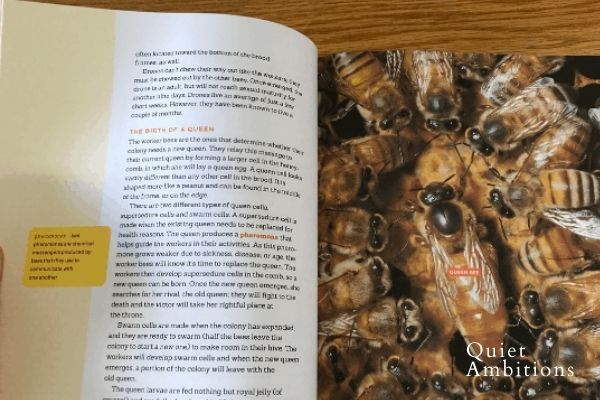 Interior page with an image of honeybees clustered around their queen bee.