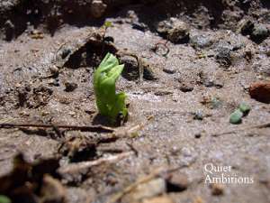 Pea seedling just emerging from the ground.