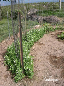 peas growing in a trellis