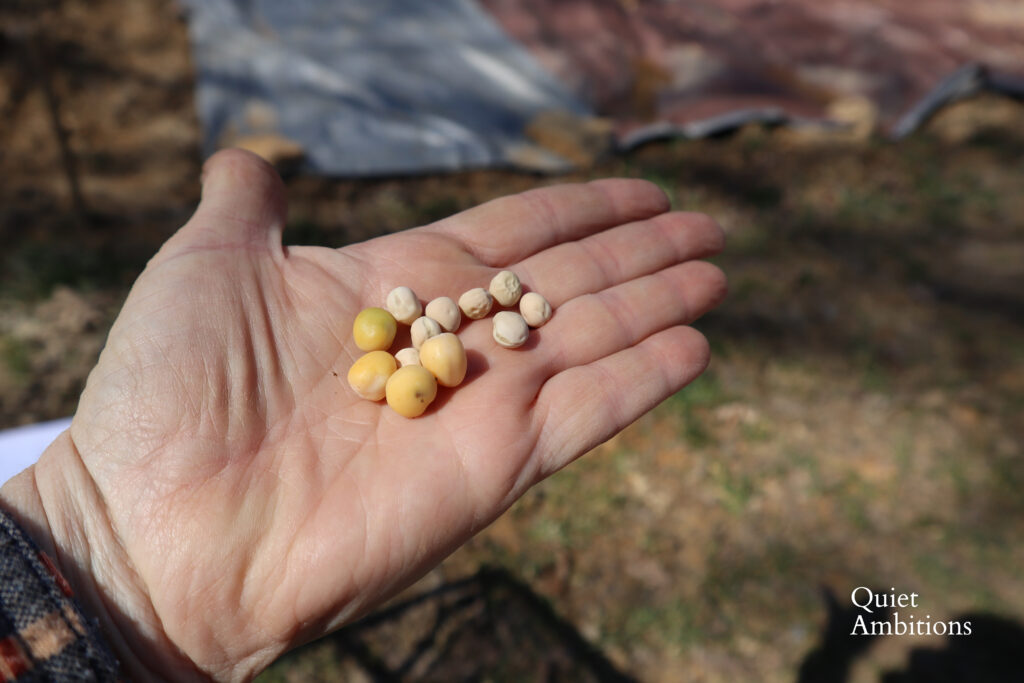 My hand holding some dried peas and slightly larger and hydrated peas that have been soaked before planting.  