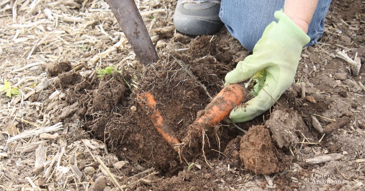 harvest carrots, pulling 2 out of the garden soil.