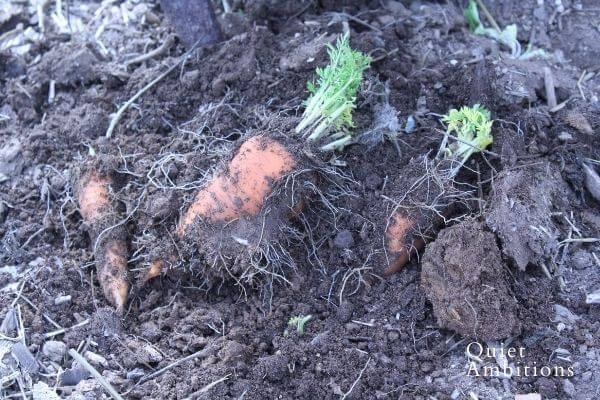Carrots covered in dirt.