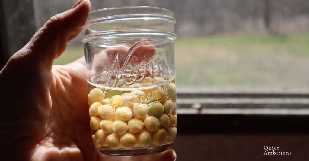 Peas soaking in a small canning jar of water. 