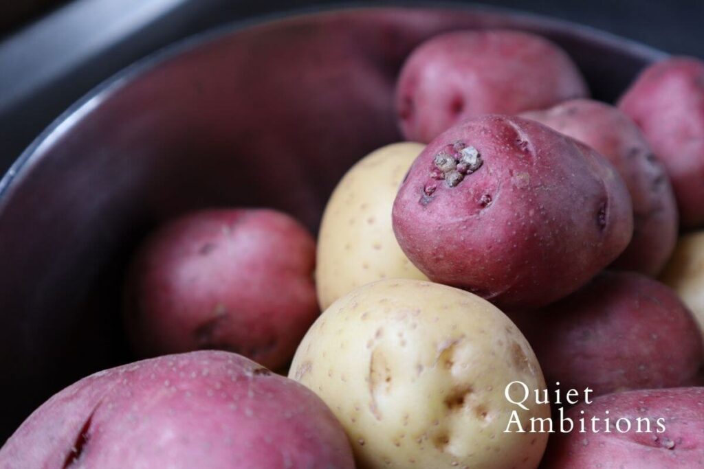 Bowl of white and red potatoes, red potato shows the 'eye' that will sprout. 