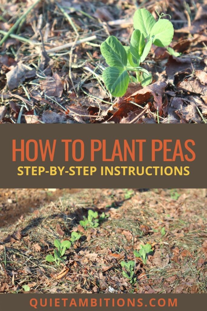 how to plant peas