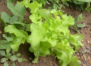 Small leaf lettuce variety.