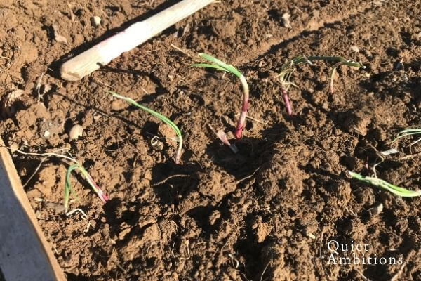Onion starts planted in a row. 