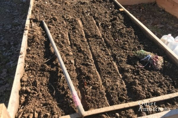 Raised garden bed with indentations showing how Sharon marked the rows with her hoe. 