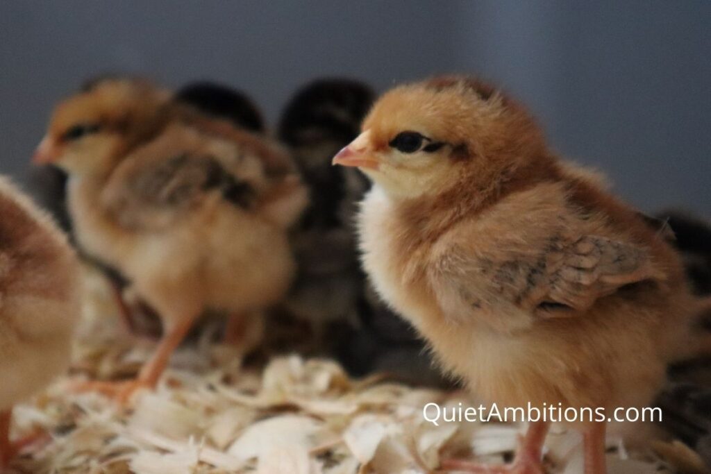 Cute baby chick with others in the background.
