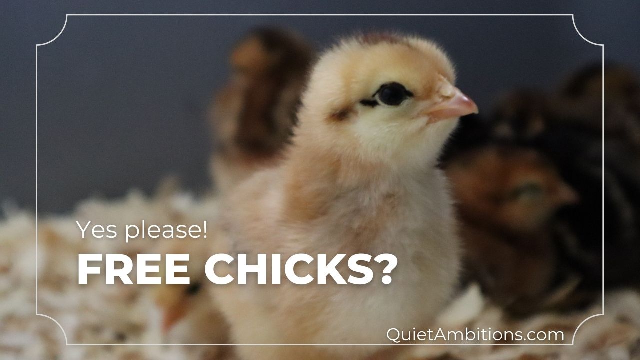Free Baby Chicks?