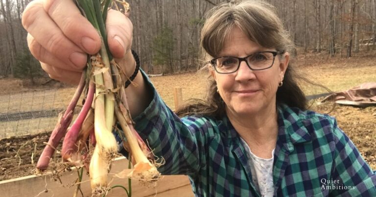 How to Plant Onions