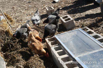 Hens pecking around the cold frame.