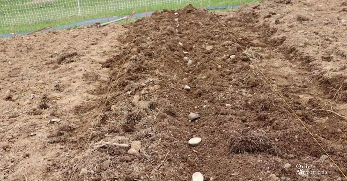 How to plant seed potatoes in the traditional in the ground method.