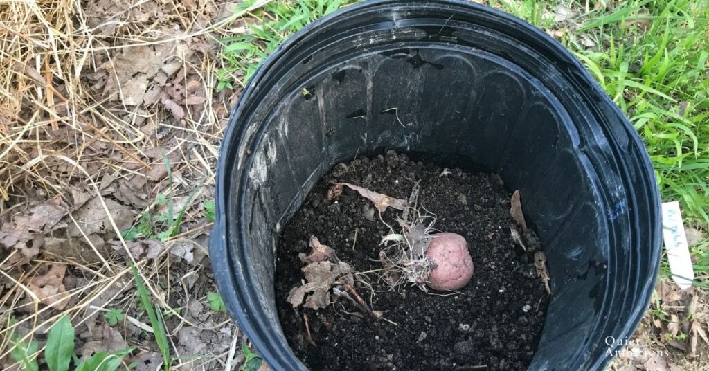 a potato planted in a container