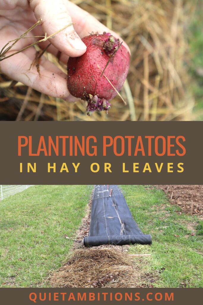 Pinterest image with a close up of hand holding red potato with the eyes beginning to grow and lower portion showing the weed fabric covering the row, title says Planting Potatoes in hay or leaves.