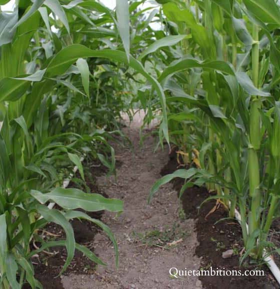 Tall corn stalks with drip irrigation watering them from the ground.