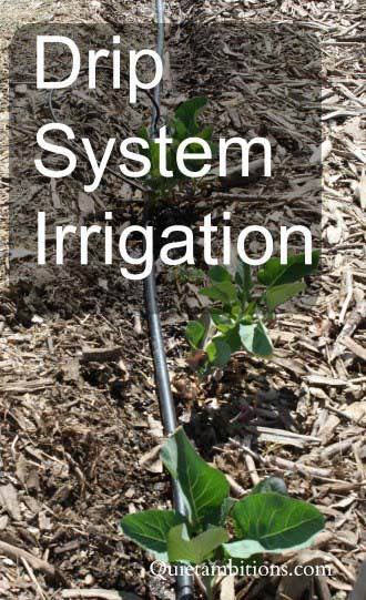 Drip System Irrigation