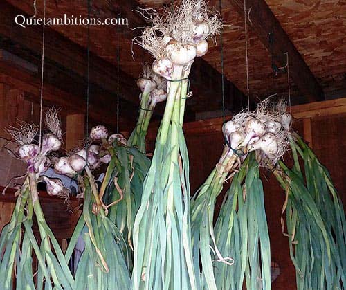 Garlic bunched and hanging together with heads facing up to cure.