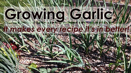 Rows of garlic growing in the garden.