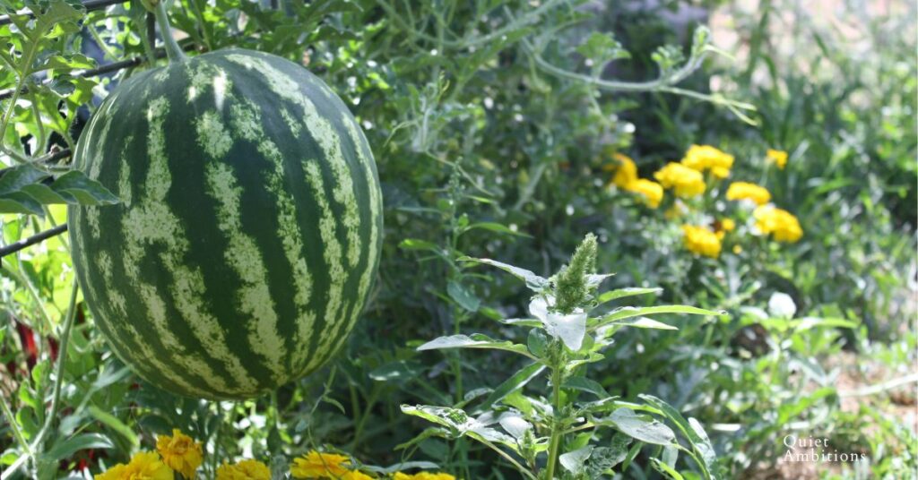 Beautiful watermelon growing from a vine in the garden.