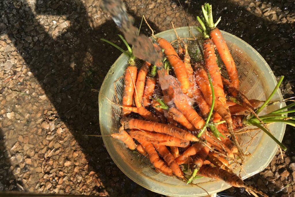 Freshly picked carrots in a yellow strainer being rinsed with a stream of water.