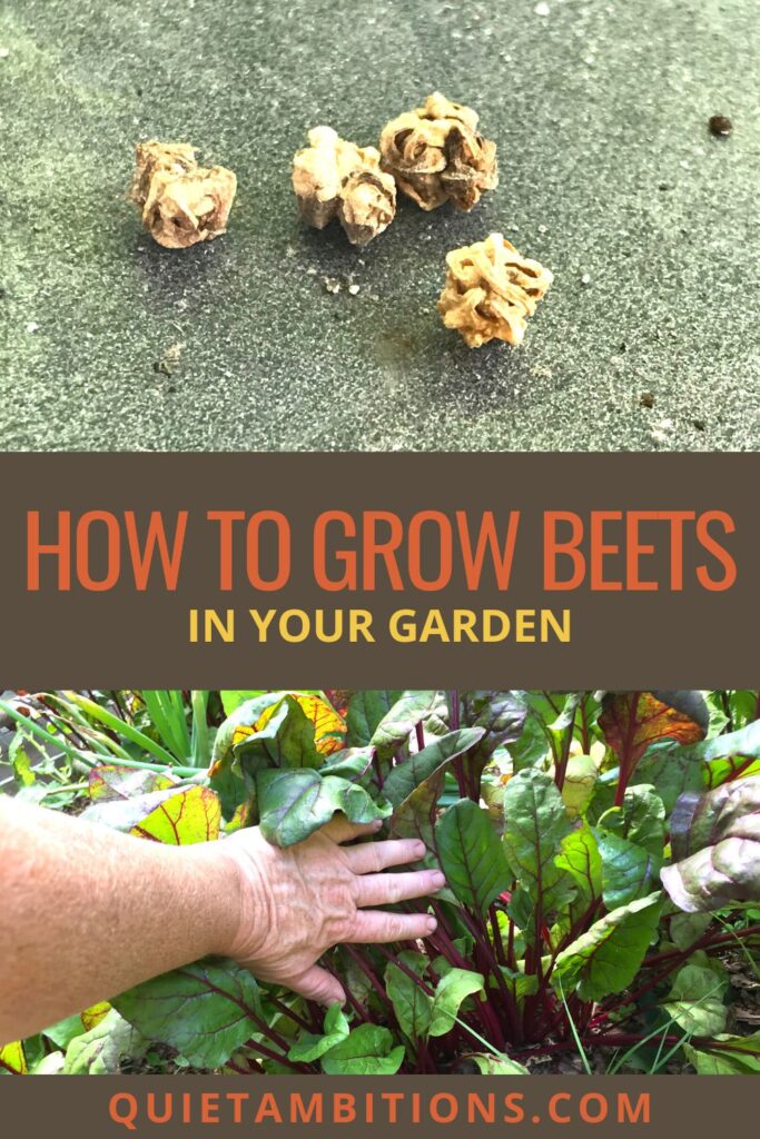 Linked Pinterest image titled How to grow beets in your garden with close up of beet seeds at the top and a row of beets growing in the garden at the bottom. 
