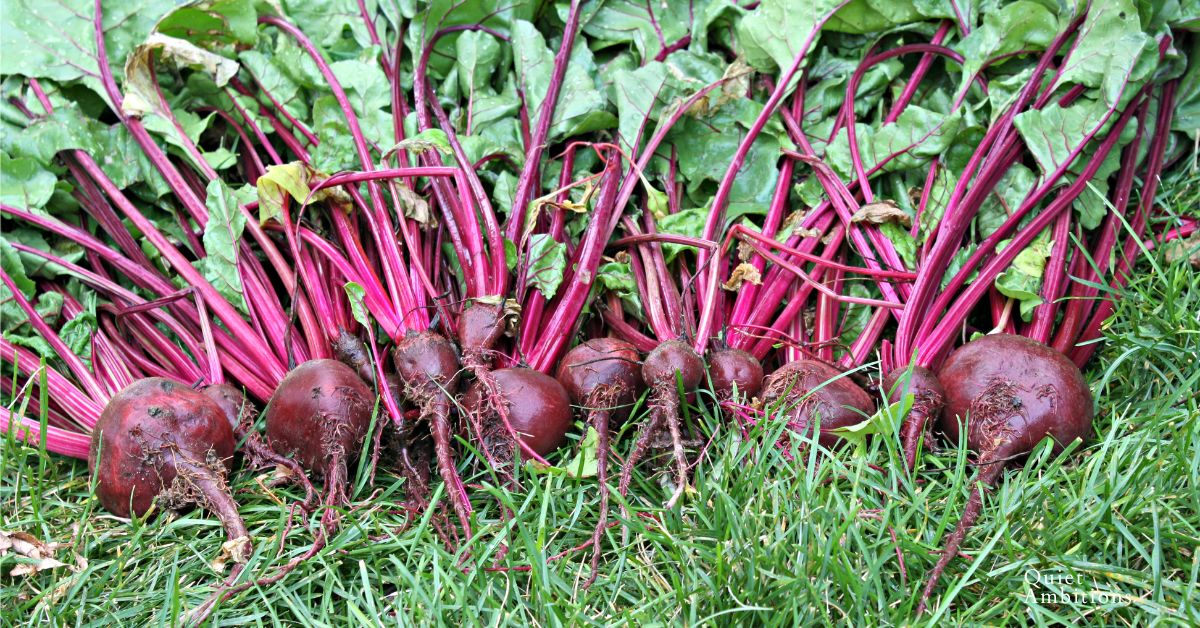 beets laying on the grass