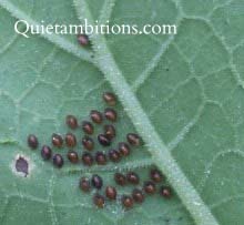 Dark oval eggs clustered on the underside of a squash leaf.