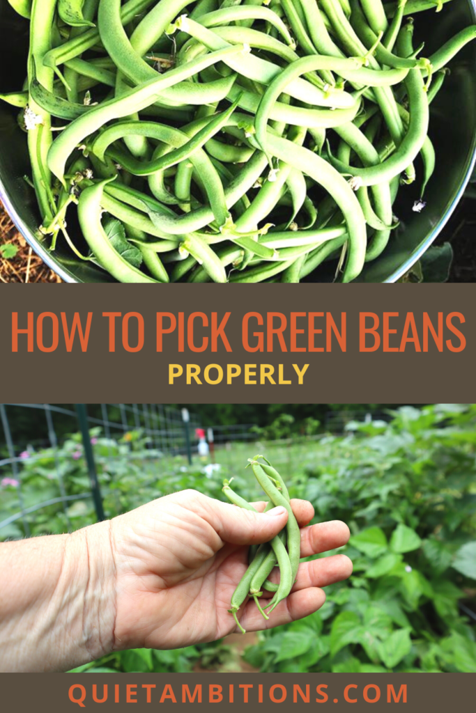 How to pick green beans properly, bowl of green beans on top, hand holding fresh picked green beans on bottom, links to Pinterest