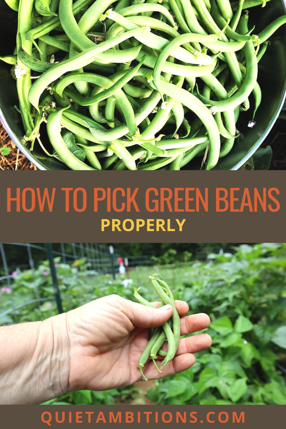 How to Pick Green Beans Properly; Tips for Harvest time.