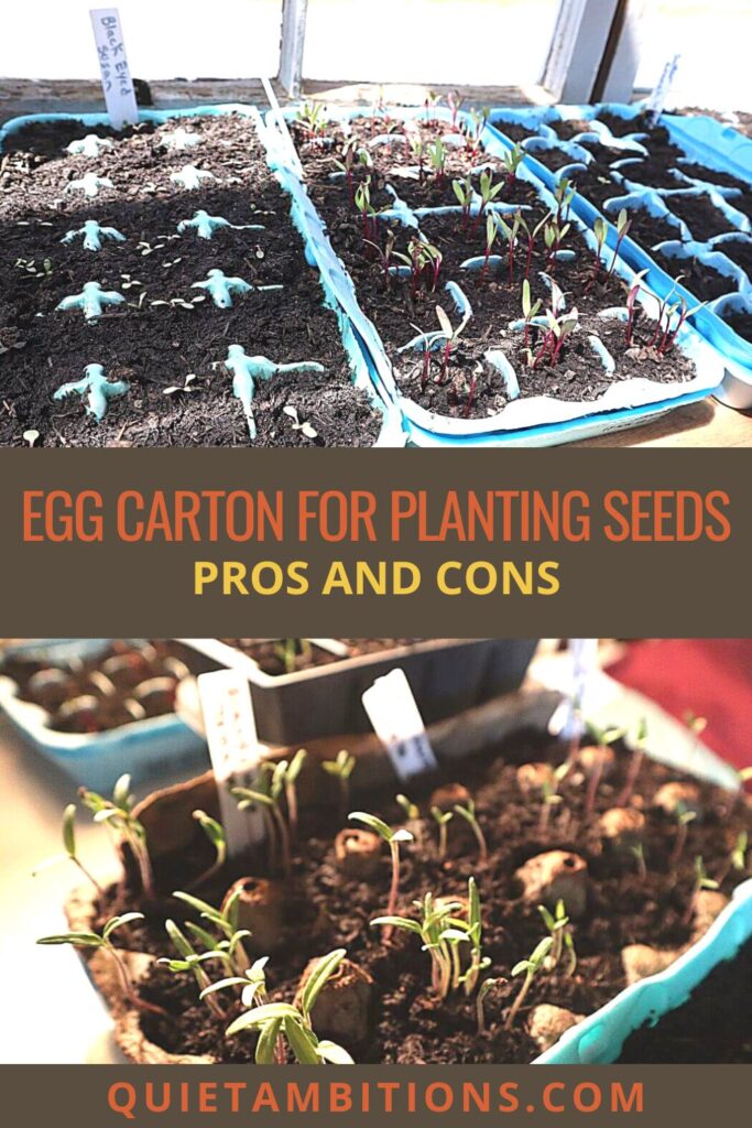 seeds in egg carton pin