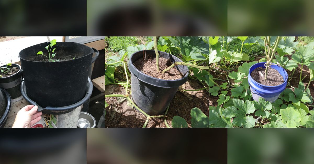 Collage of a growbag, nursery pot, and bucket.