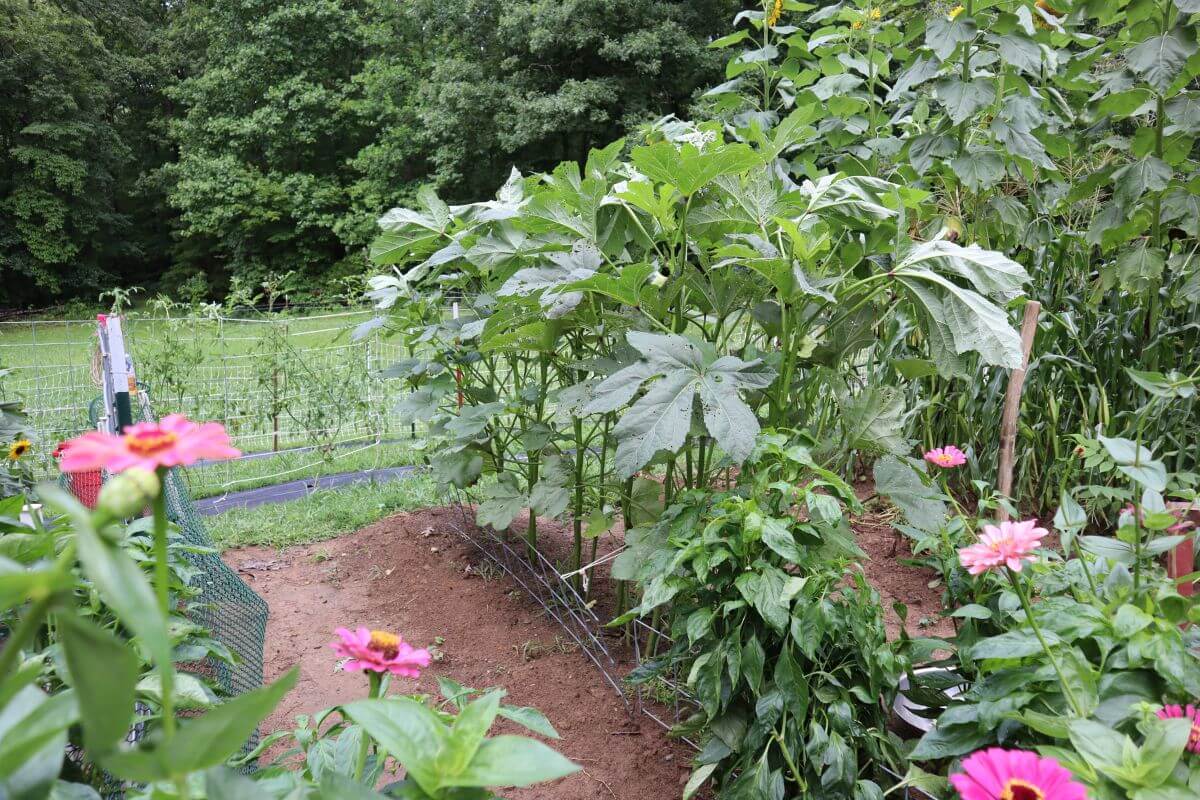 A row of tall Okra Plants shading the ground below with pink zinnias in the foreground..