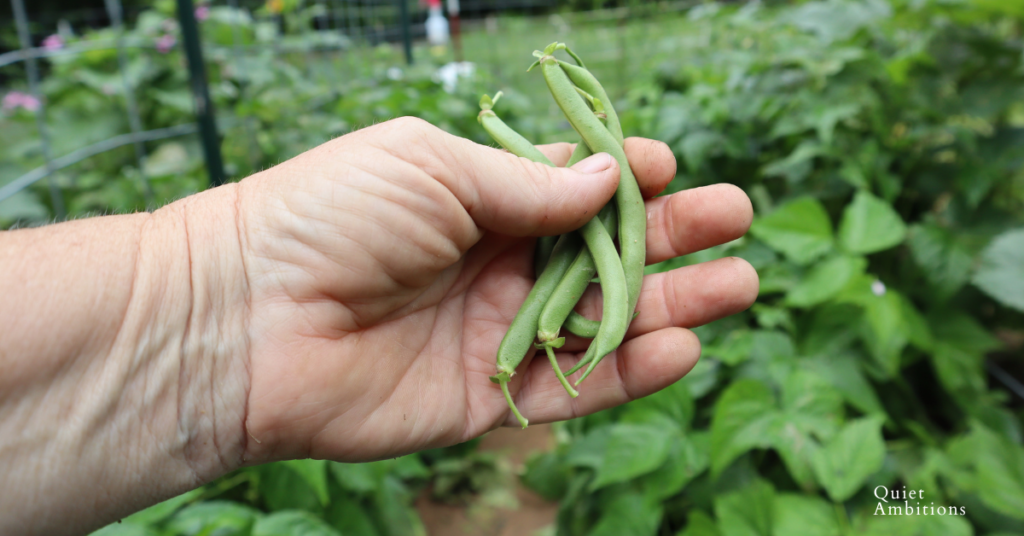 Sharon's hand holding a small handful of green beans just picked from the plant.