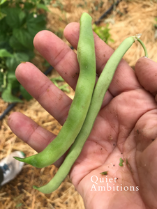 Hand holding two green beans, one on the right is just right for harvest, thin and smooth, the one on the left is bumpy and a little overripe.
