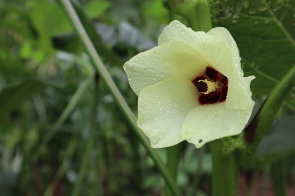 Open okra blossom, buttercup yellow blossoms with a burgundy interior.