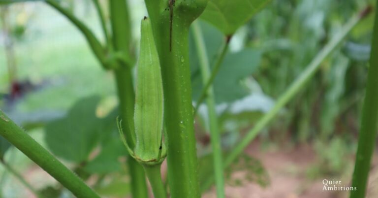 When to Harvest Okra