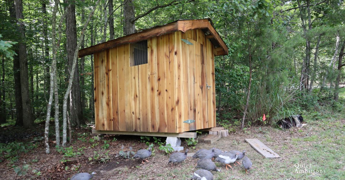 Guinea Fowl Coop Ideas.  A Rustic look DIY design for both the fowl and the owner.