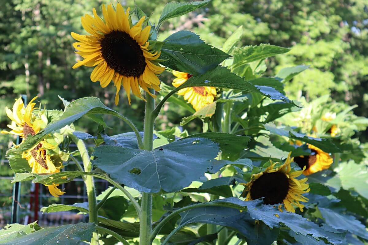 Dwarf Sunflowers in a garden.