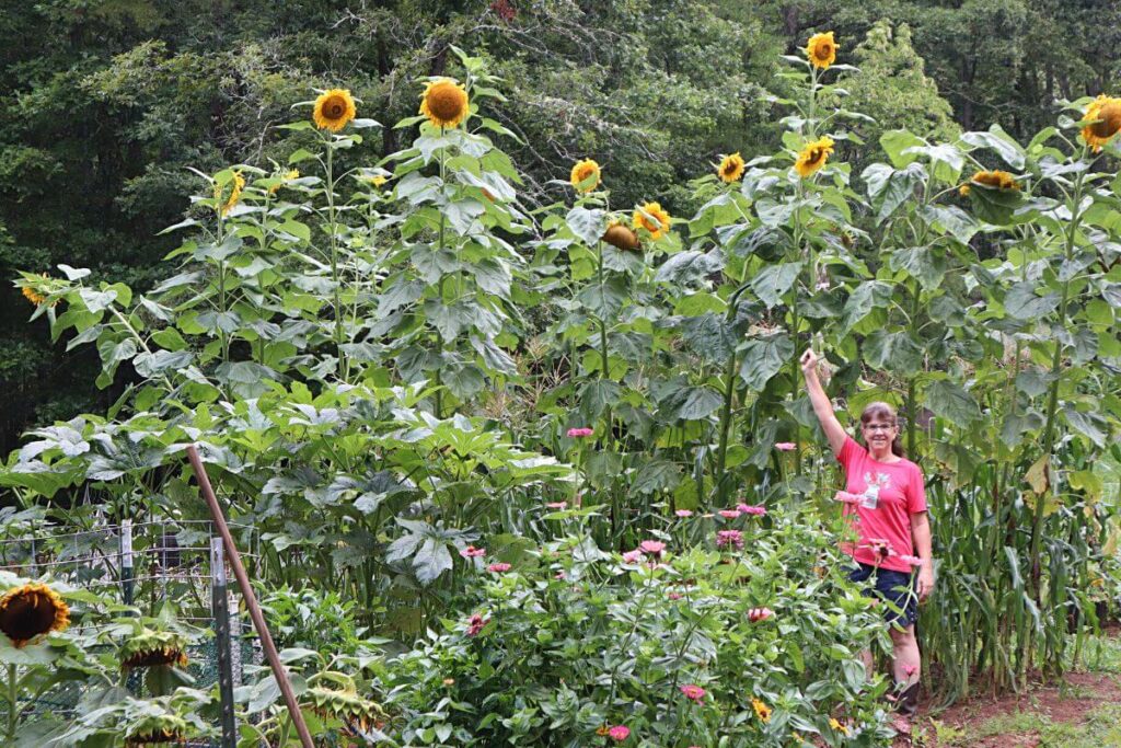 Sharon standing beneath a row of giant sunflowers way over her head.