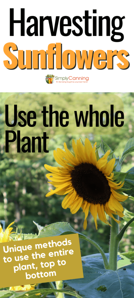 Pinterest image, Harvesting Sunflowers, Use the whole Plant, Unique methods to use the entire plant, top to bottom.