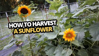 Two sunflowers in the garden titled How to Harvest a Sunflower, links to Youtube video.