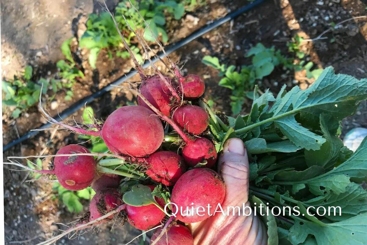 A handful of radishes just picked from the garden.