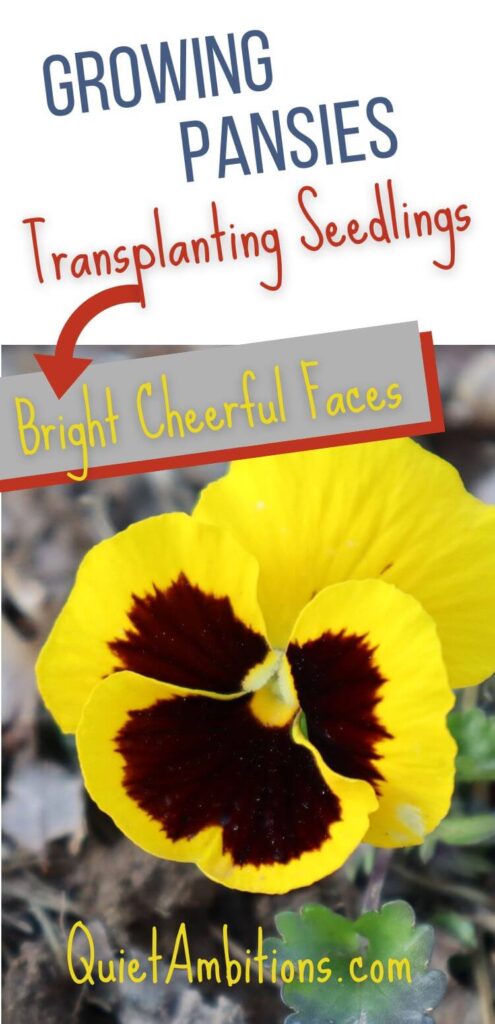 Links to pinterest, Image of bright yellow pansy, titled growing pansies, transplanting seedlings, bright cheerful faces.