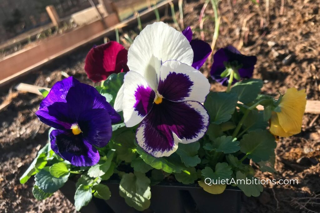 Pansies in a garden pack from the greenhouse, colors are shades of purple, burgandy, and white.