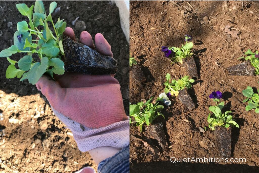 Split image with a pansy seedling in my garden gloved hand on the left and several pansy seedlings laying ready to be planted on the right.