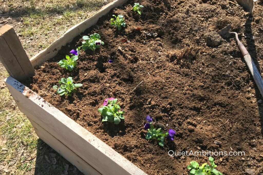 Newly planted pansies along the corner edge of a raised bed garden.