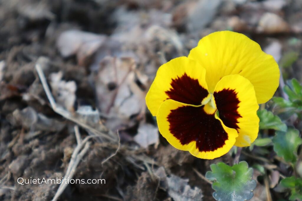Close up of a bright yellow pansy.