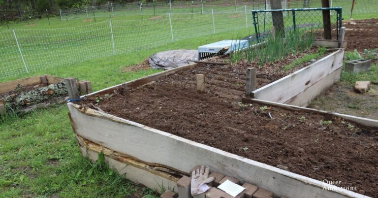 Planting Green Beans From Seed in my Raised Bed Garden.